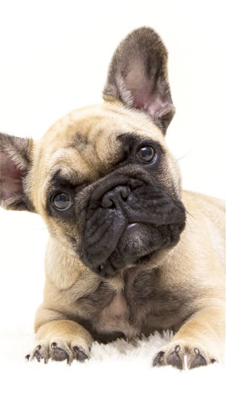 图片 柯基犬乱叫怎么办？亲测有效的5大训练法+环境调整指南（附避坑攻略）2.jpg