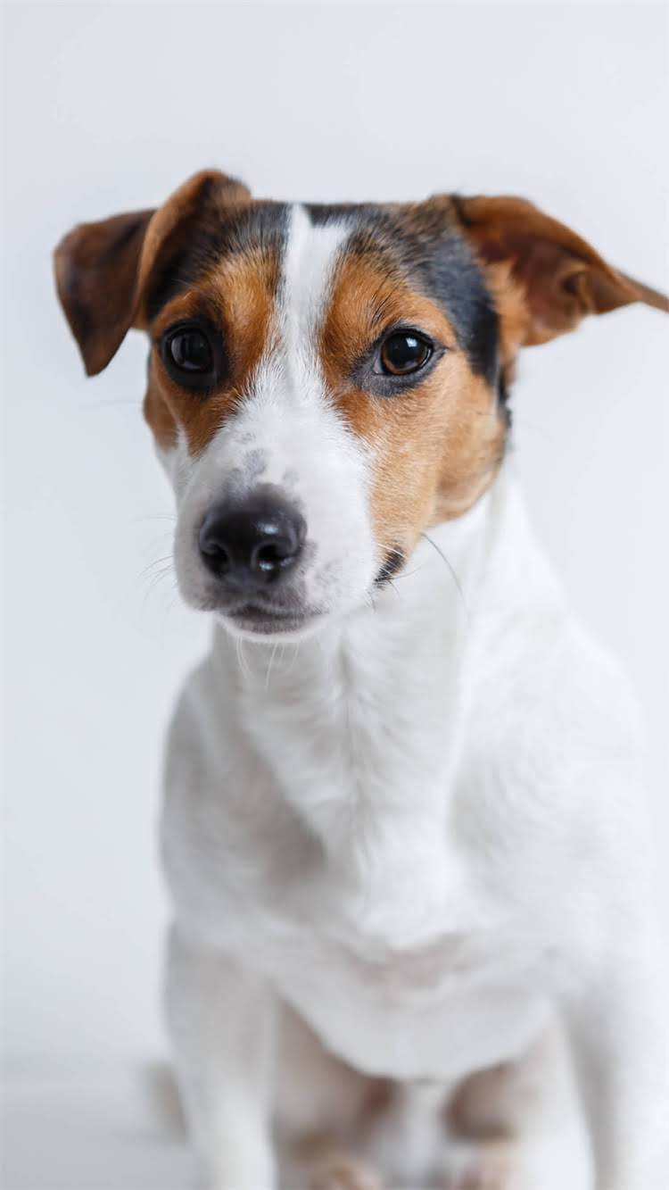 图片 柯基犬价格行情全（附地区差价表）1.jpg