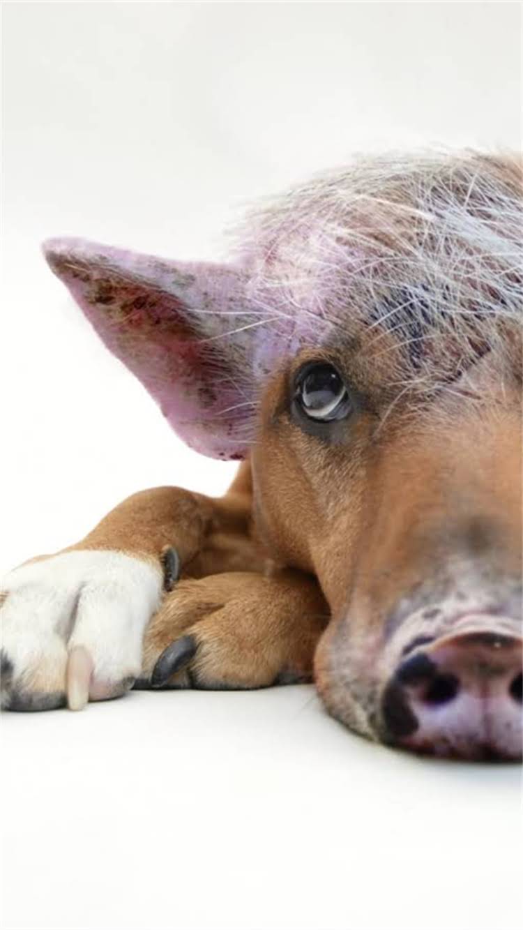 图片 柯基犬体型分类及饲养指南：中小型犬的科学解读与养护要点1.jpg