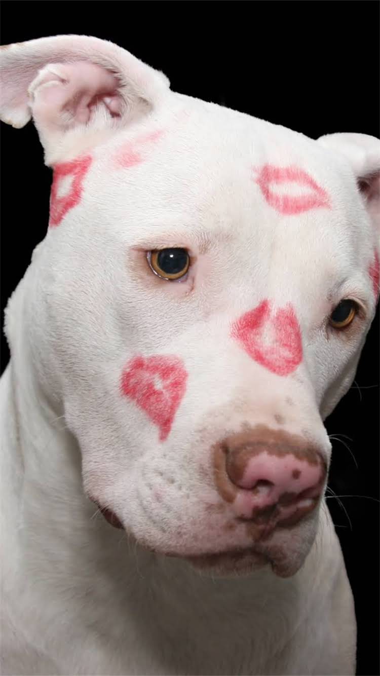 图片 柯基犬体型分类及饲养指南：中小型犬的科学解读与养护要点2.jpg