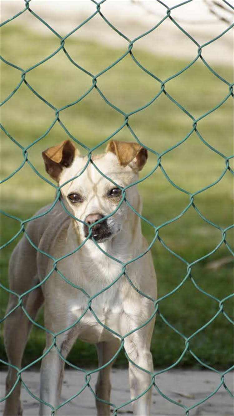 图片 柯基犬体型特征：标准尺寸、比例与健康隐患全指南.jpg