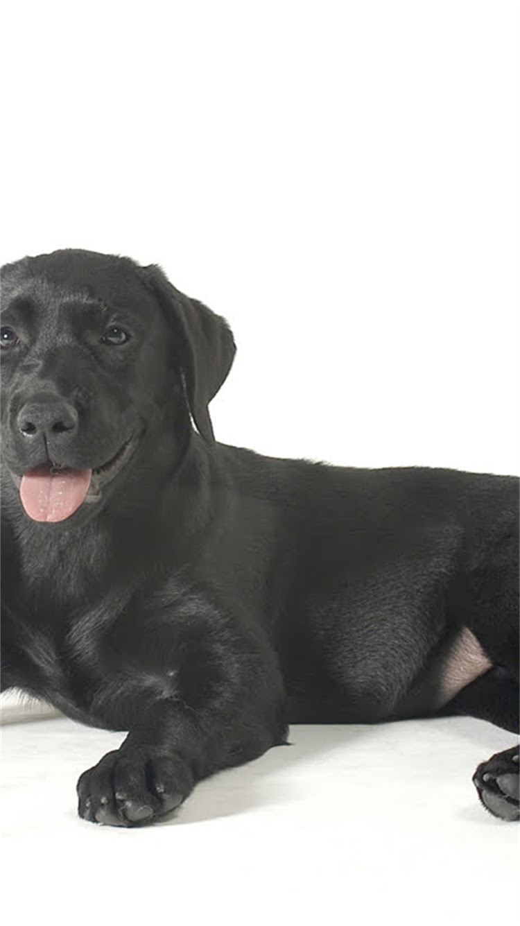 图片 柯基犬体外驱虫全攻略：科学防治蚤螨跳蚤，守护毛孩子健康.jpg