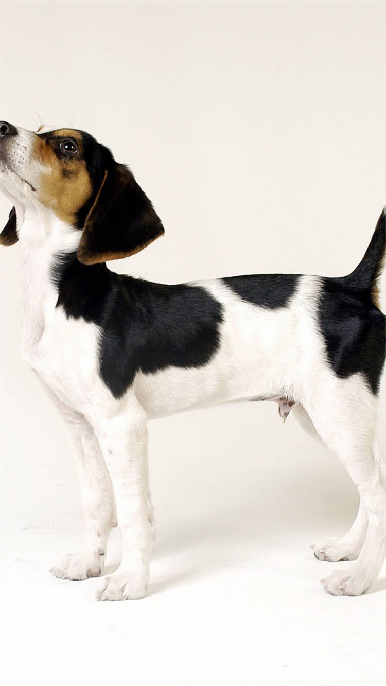 图片 柯基犬健康体重标准全：如何科学判断及管理狗狗体重？.jpg