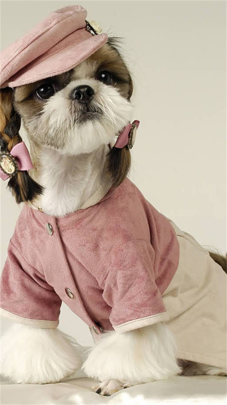 图片 柯基犬健康体重标准全：如何科学判断及管理狗狗体重？1.jpg