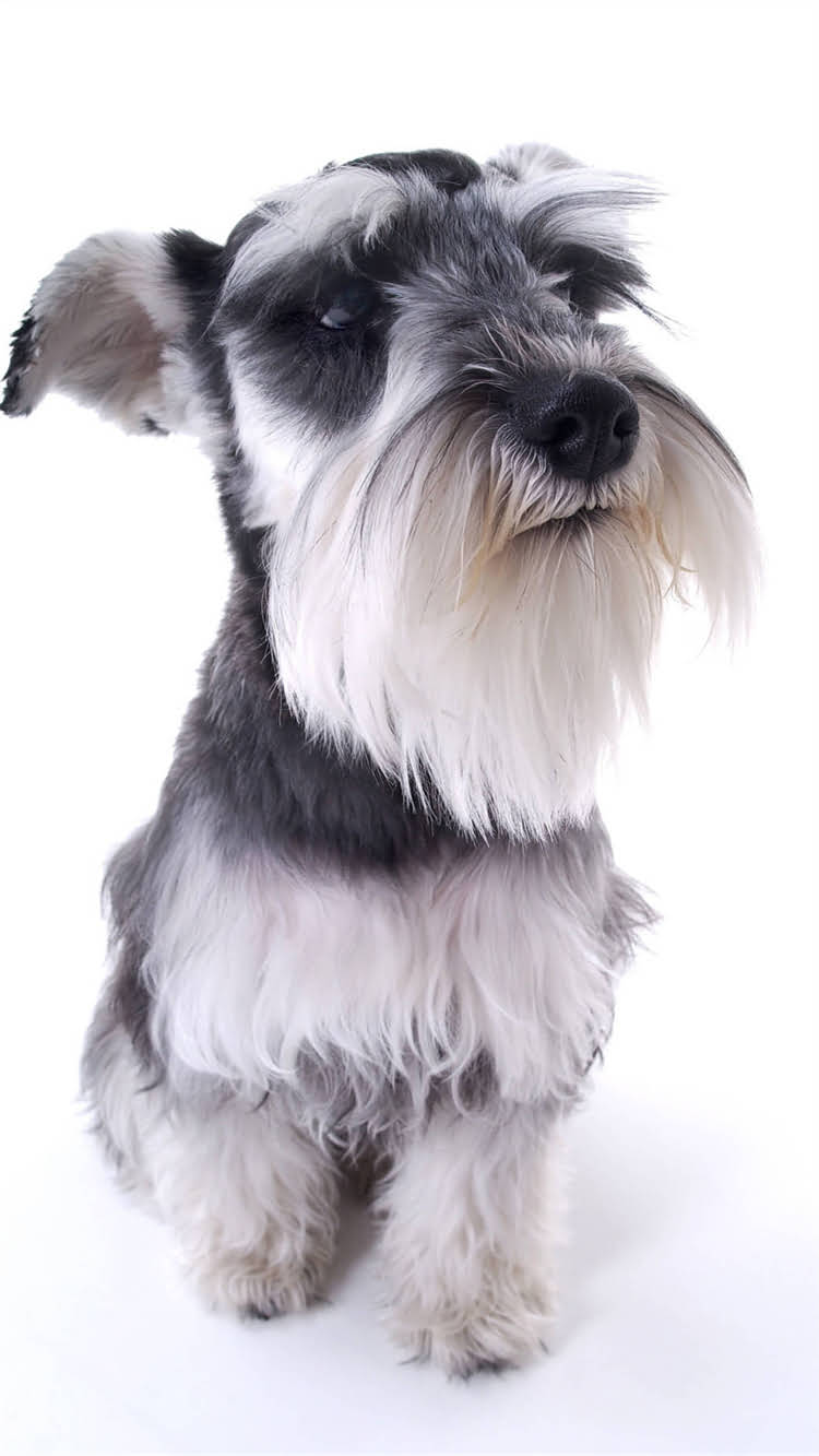 图片 柯基犬健康体重标准全：如何科学判断及管理狗狗体重？2.jpg