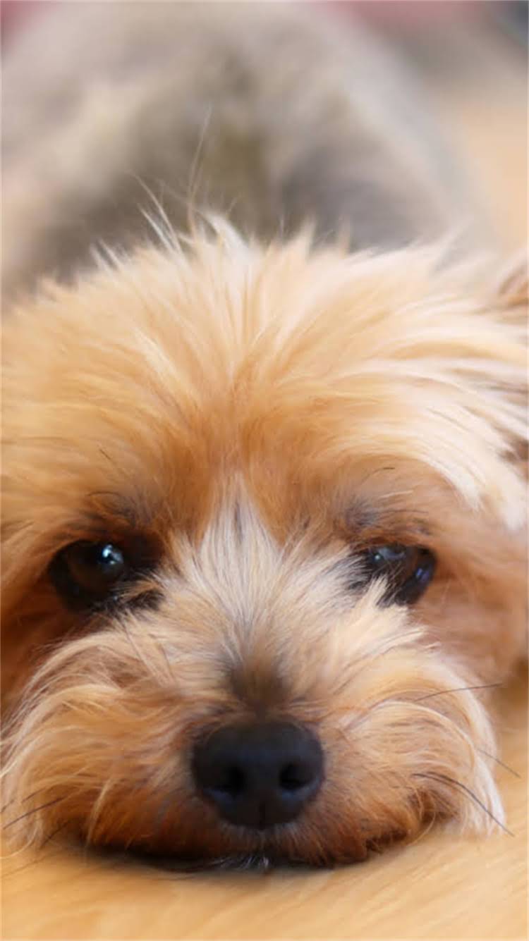 图片 柯基犬全生命周期体重标准：0-12月龄科学饲养指南（附精准数据表）2.jpg