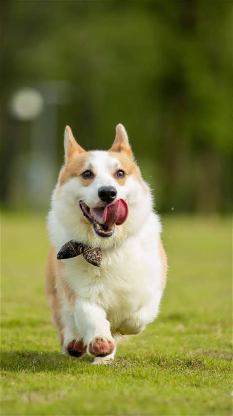 图片 柯基犬发烧能吃什么？柯基发烧饮食指南与家庭护理全攻略1.jpg