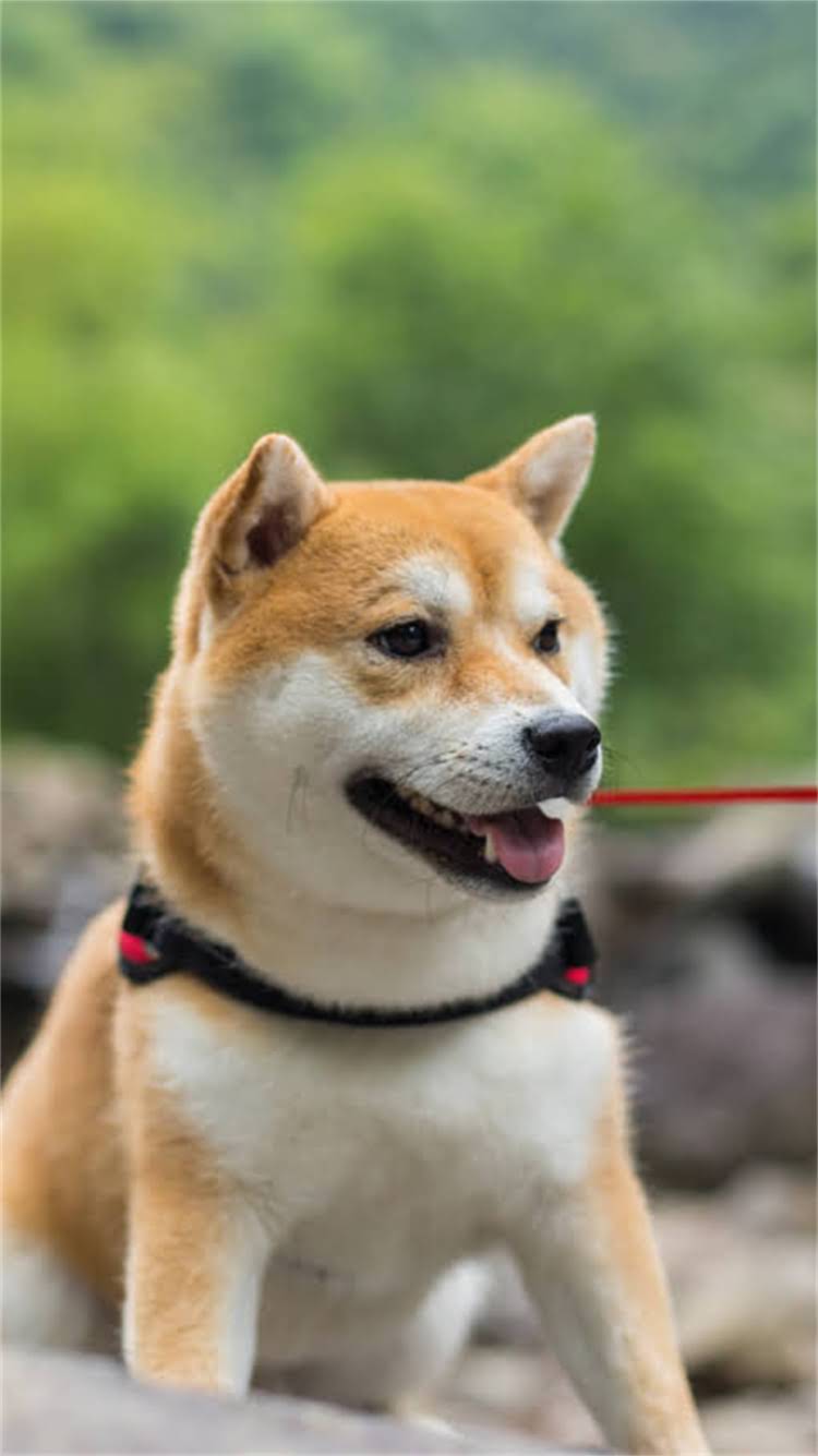 图片 柯基犬发烧能吃什么？柯基发烧饮食指南与家庭护理全攻略2.jpg