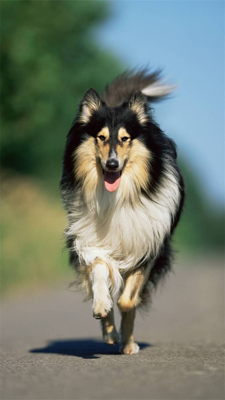 图片 柯基犬哪里最便宜？全国犬舍价格对比+选购避坑指南.jpg