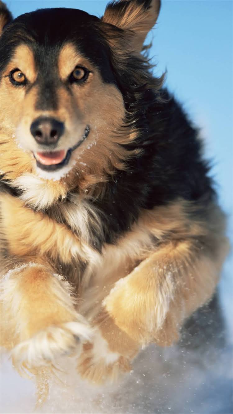 图片 柯基犬哪里最便宜？全国犬舍价格对比+选购避坑指南1.jpg