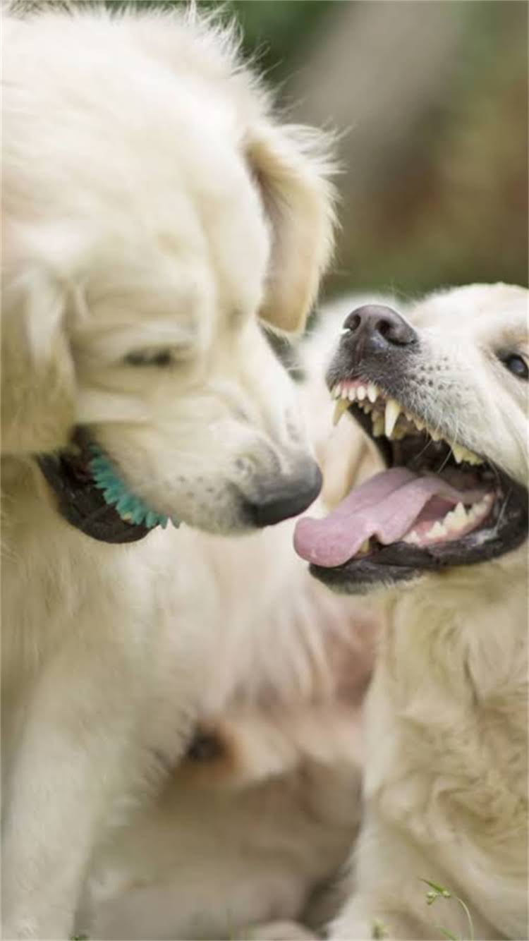 图片 柯基犬嘴巴周围湿疹全：原因、护理与预防指南1.jpg