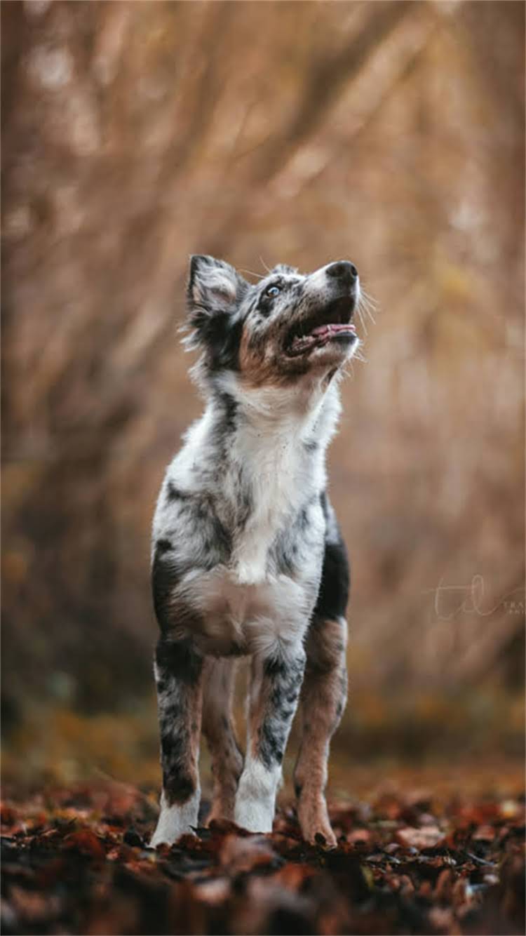 图片 柯基犬多少月龄算成年？科学饲养指南（附成长阶段特征）1.jpg