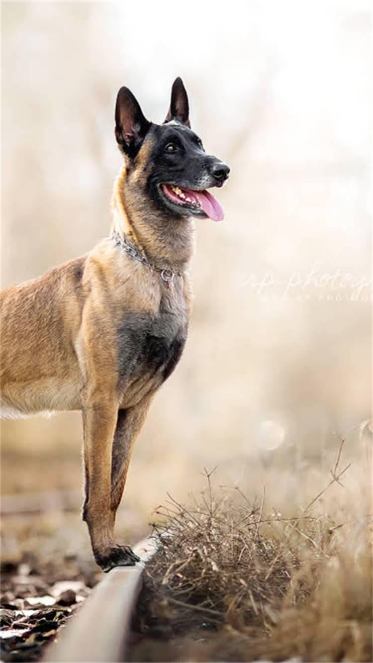 图片 柯基犬多少月龄算成年？科学饲养指南（附成长阶段特征）2.jpg