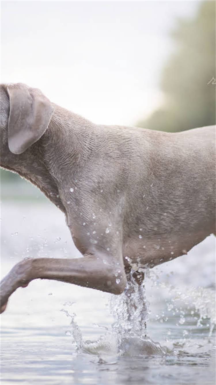 图片 柯基犬常见皮肤病：如何预防与护理？5大原因+实用指南1.jpg