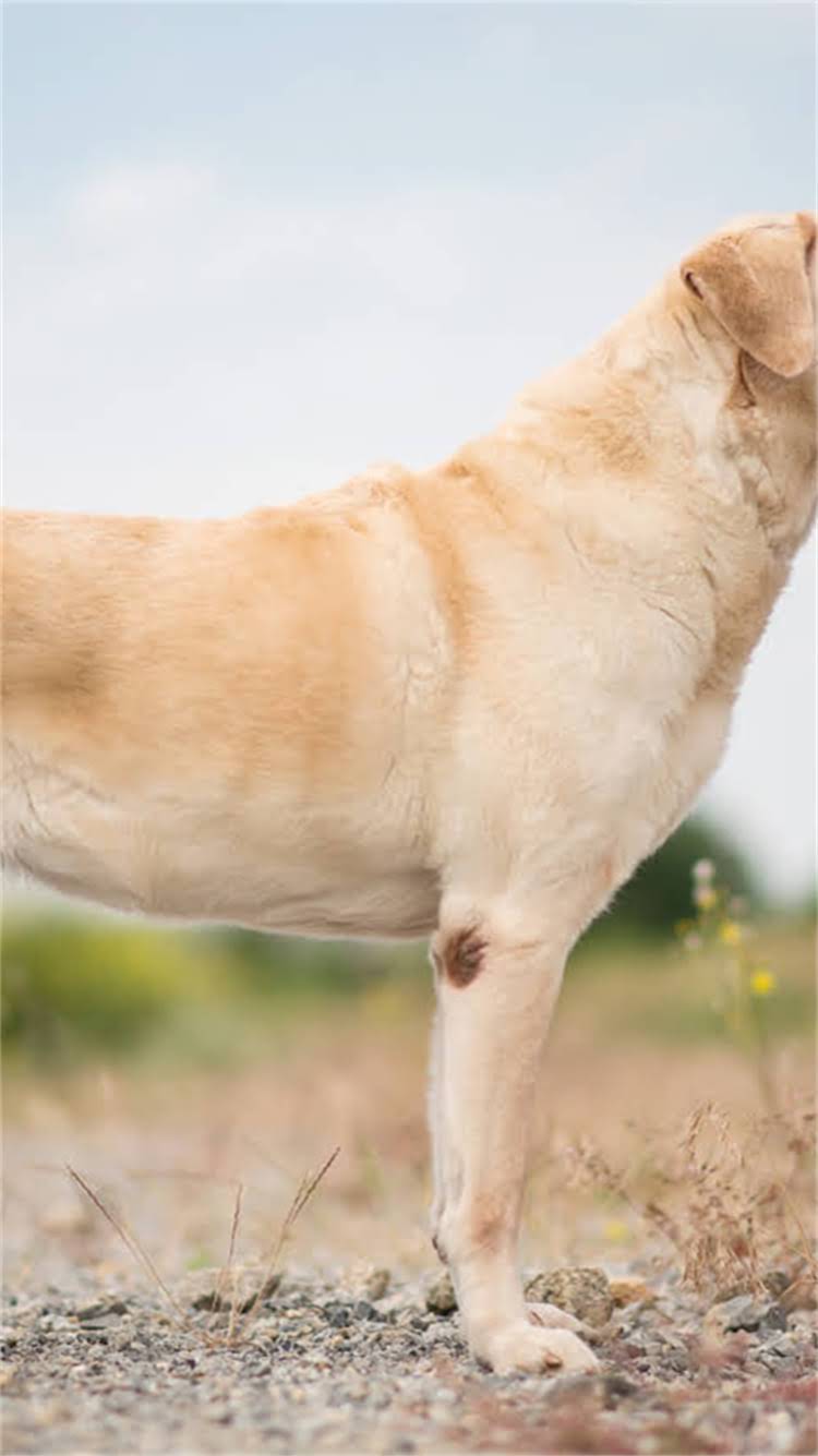 图片 柯基犬异味解决全攻略：专业除臭方法与日常护理指南.jpg