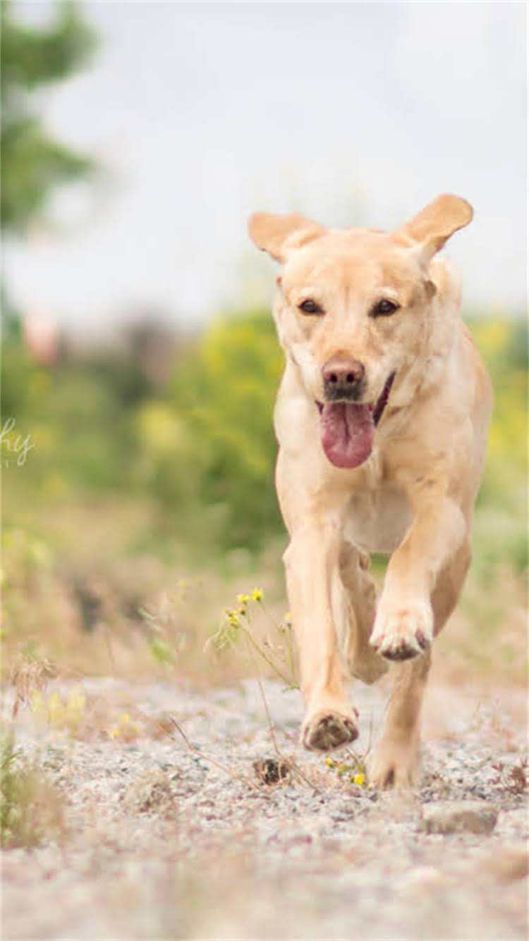 图片 柯基犬异味解决全攻略：专业除臭方法与日常护理指南1.jpg