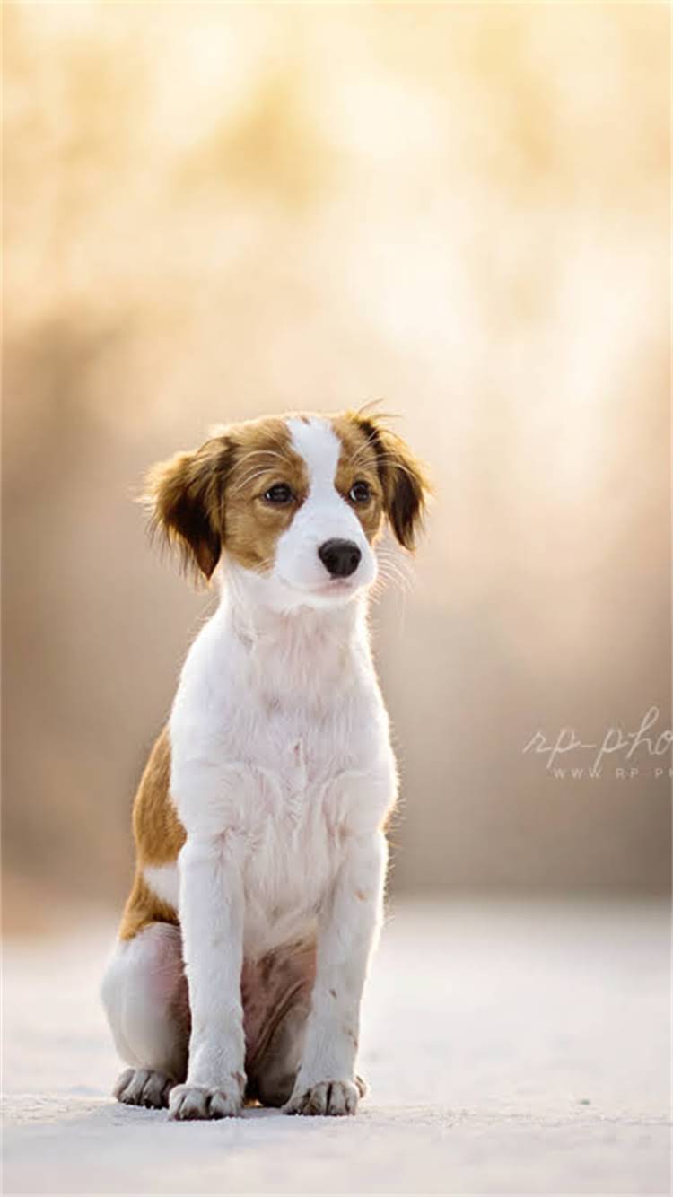 图片 柯基犬异味解决全攻略：专业除臭方法与日常护理指南2.jpg