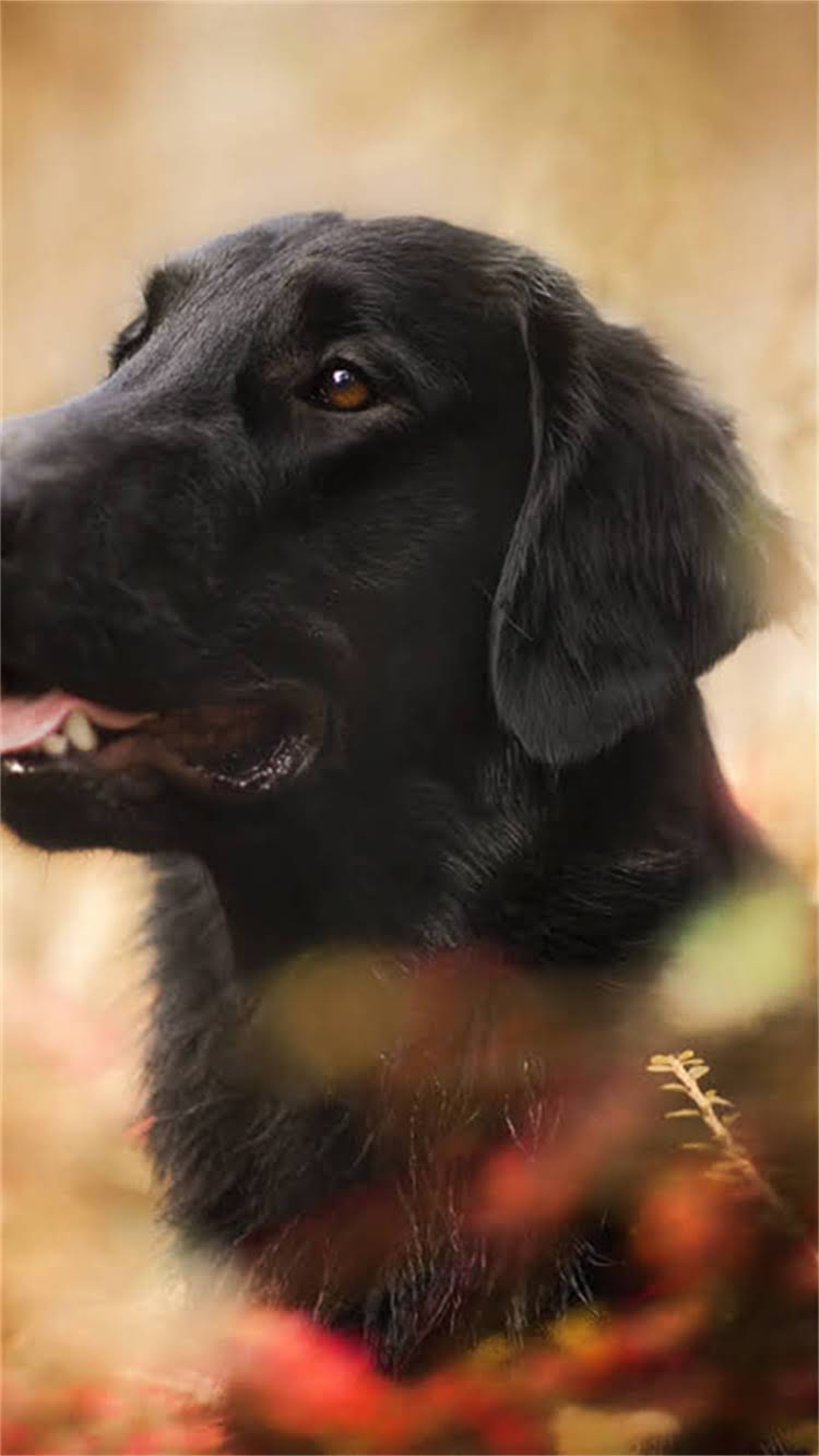 图片 柯基犬必吃的10种水果蔬菜推荐：科学饮食指南与营养搭配技巧.jpg