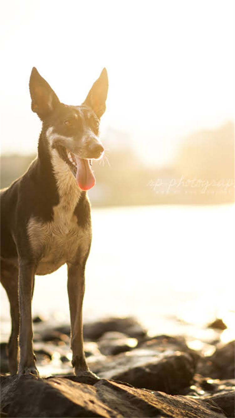 图片 柯基犬必吃的10种水果蔬菜推荐：科学饮食指南与营养搭配技巧1.jpg
