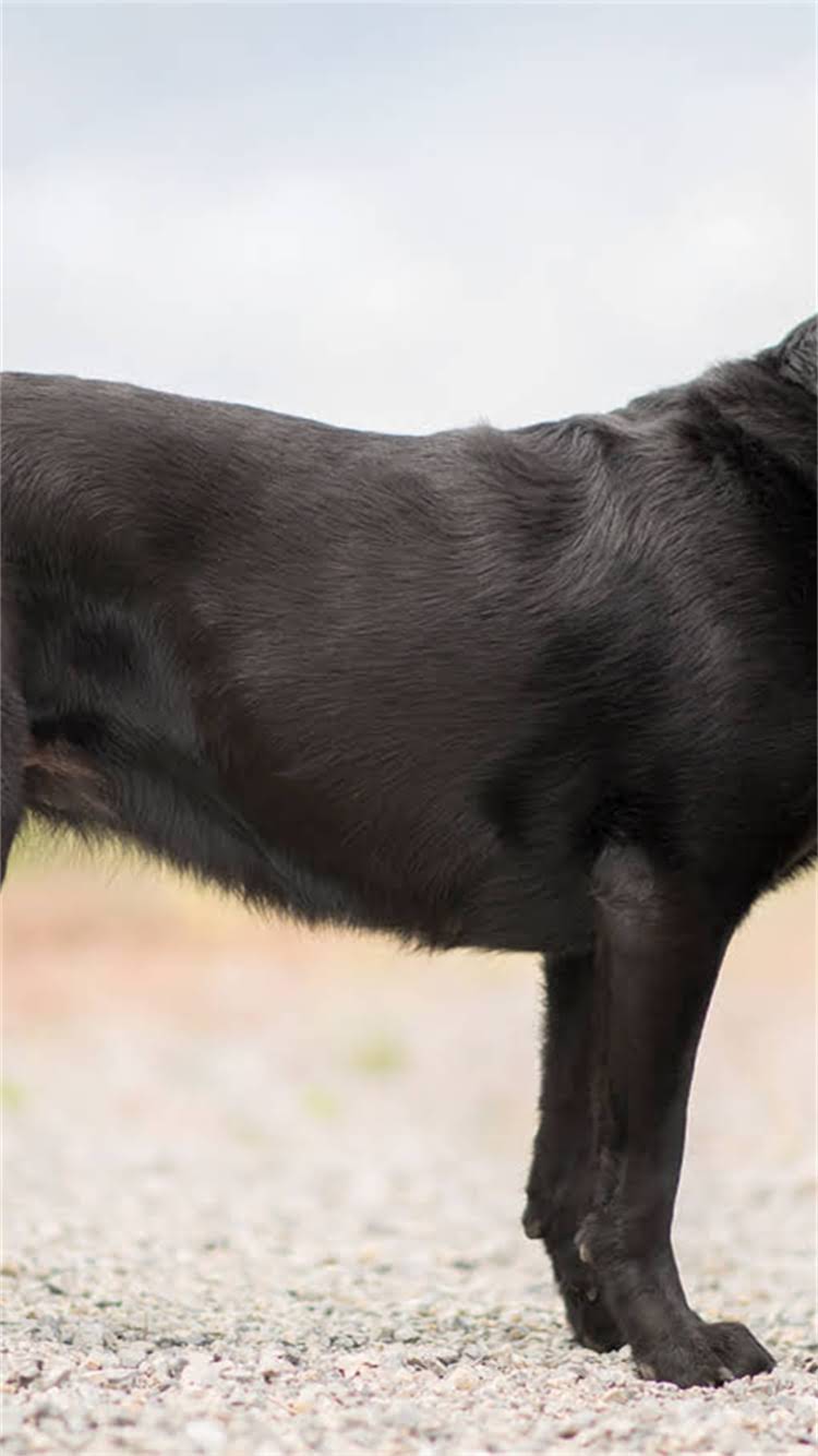 图片 柯基犬必吃的10种水果蔬菜推荐：科学饮食指南与营养搭配技巧2.jpg