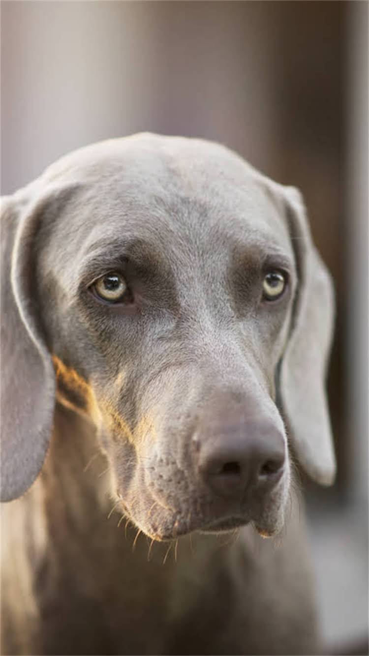 图片 柯基犬成长全记录：从幼犬到成年的外貌变化与饲养指南.jpg