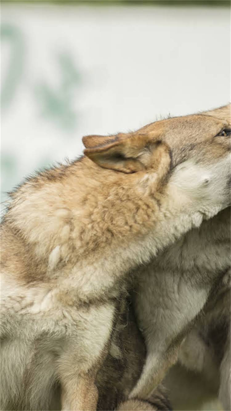 图片 柯基犬成长全记录：从幼犬到成年的外貌变化与饲养指南1.jpg