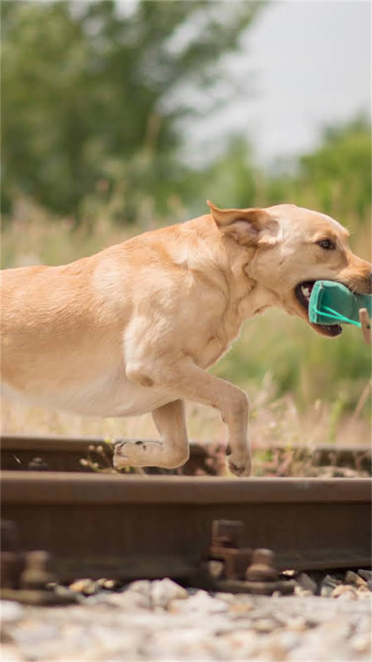 图片 柯基犬成长全记录：从幼犬到成年的外貌变化与饲养指南2.jpg