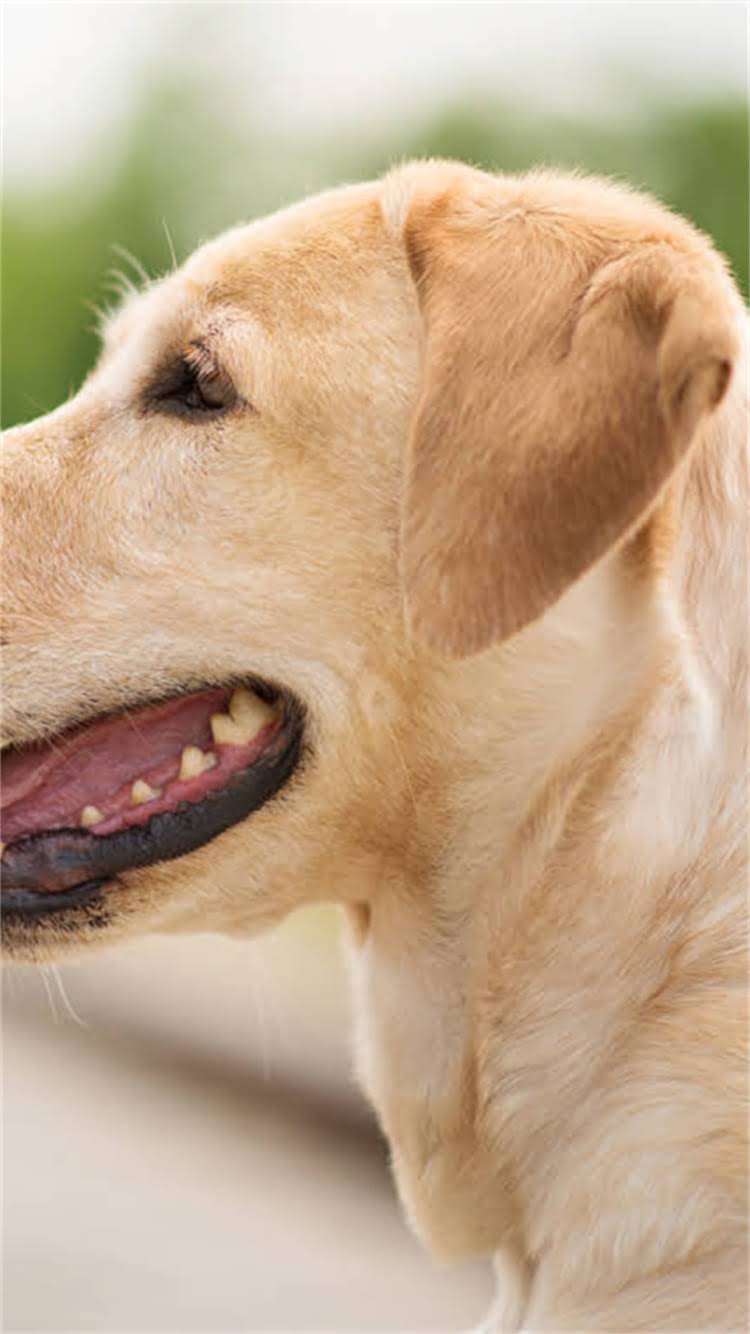 图片 柯基犬打疫苗后便血原因全：3大常见诱因与专业应对指南.jpg