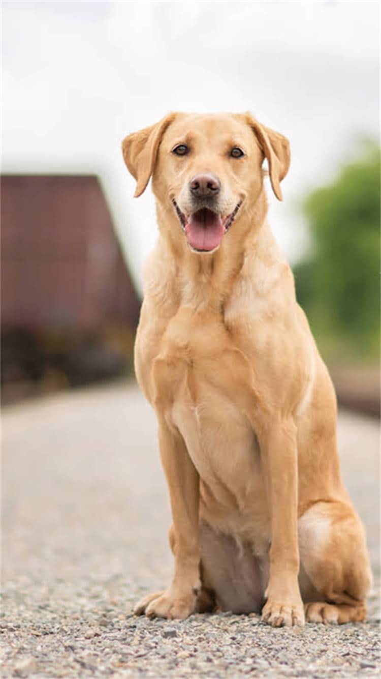 图片 柯基犬打疫苗后便血原因全：3大常见诱因与专业应对指南1.jpg