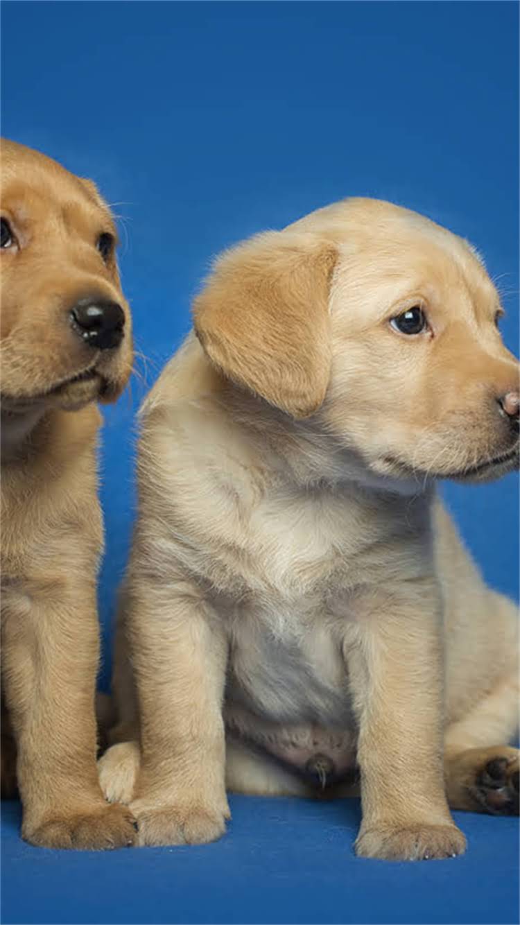 图片 柯基犬指甲修剪全指南：多久剪一次？正确长度和步骤详解.jpg
