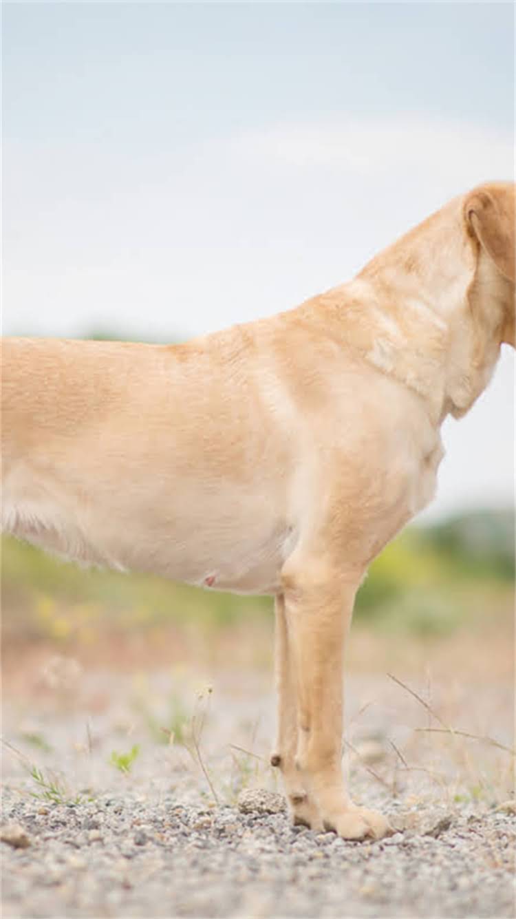 图片 柯基犬掉毛严重怎么办？5大科学护理法+饮食调整全.jpg