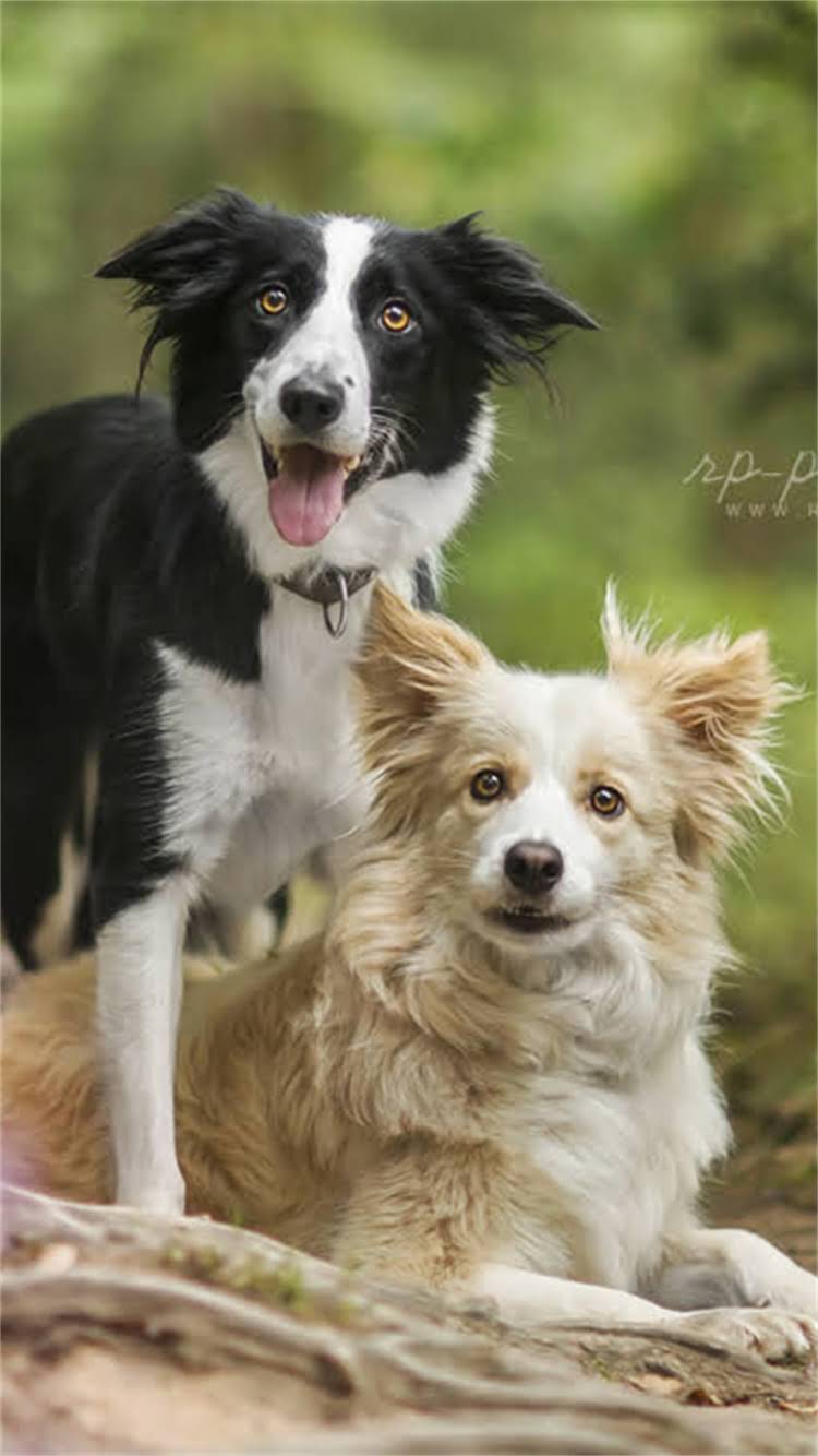 图片 柯基犬掉毛严重怎么办？5大科学护理法+饮食调整全1.jpg