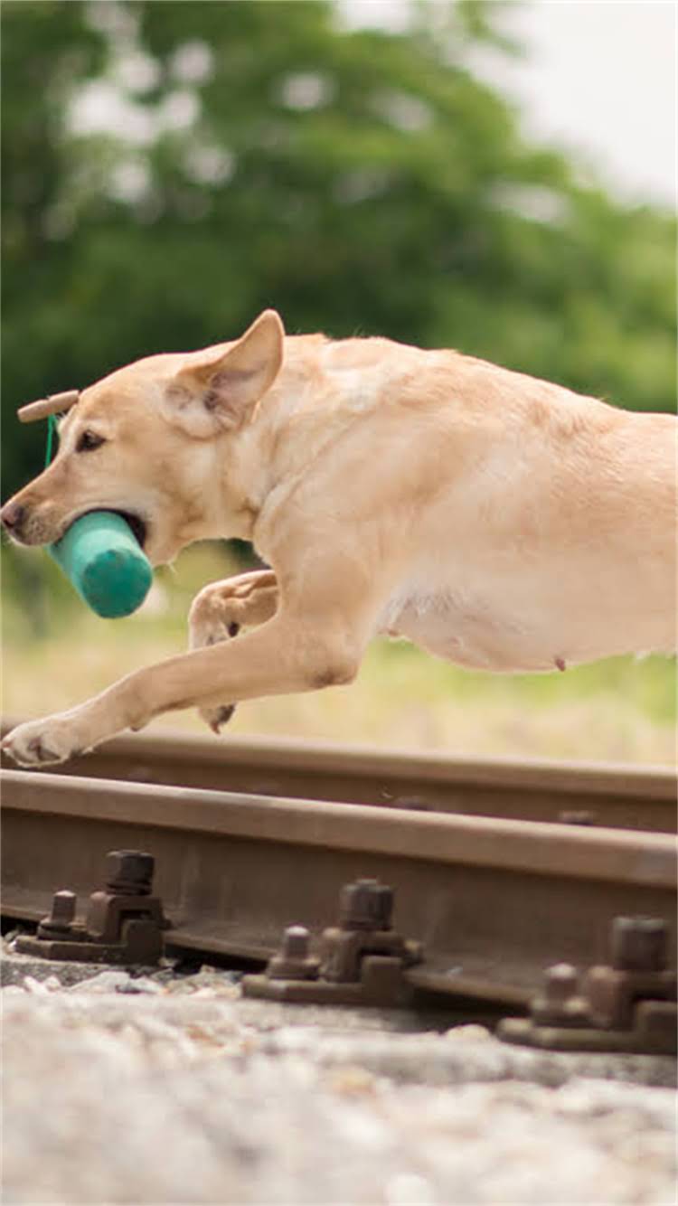 图片 柯基犬掉毛严重怎么办？5大科学护理法+饮食调整全2.jpg