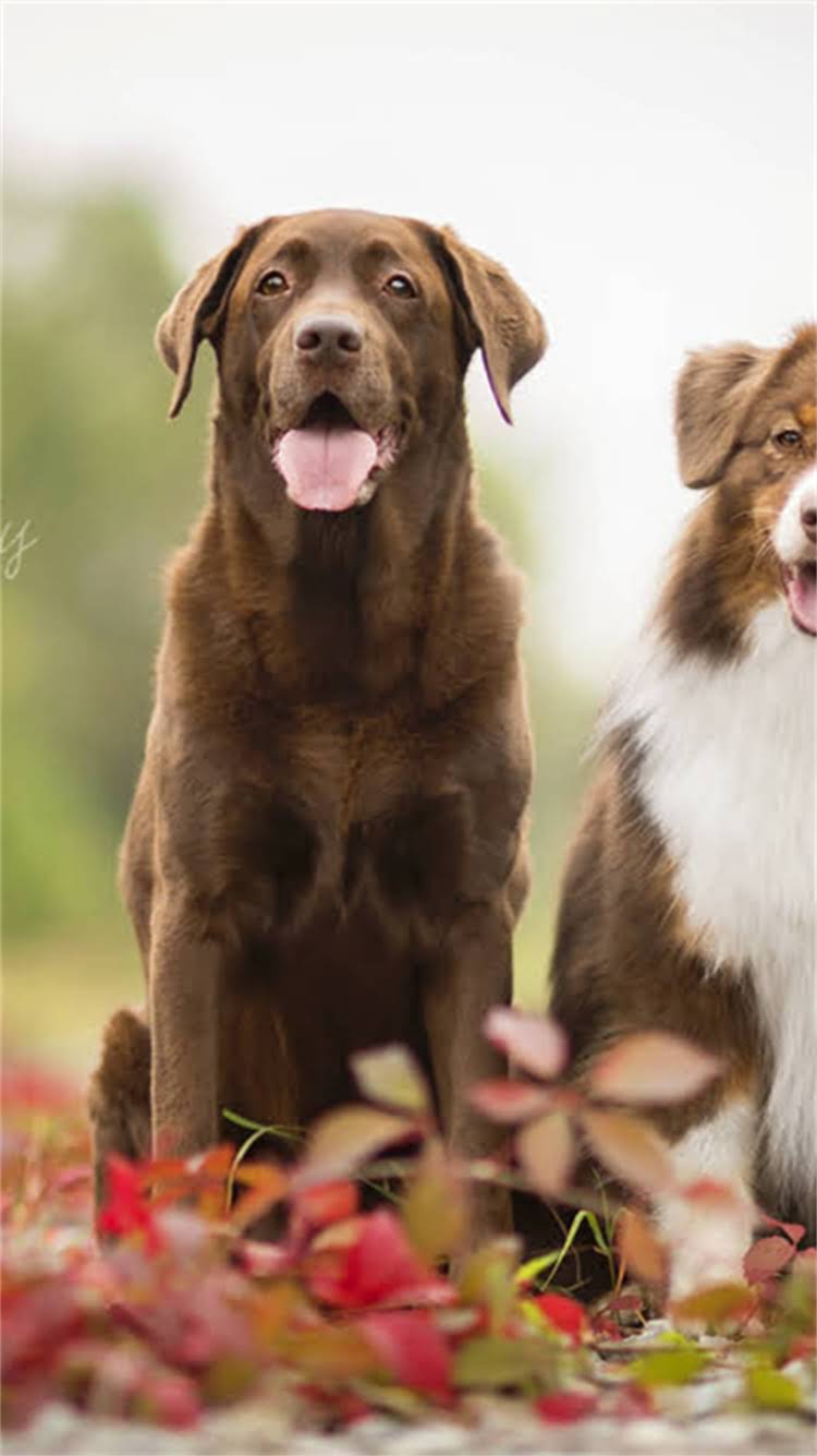 图片 柯基犬止吠训练全攻略：3步解决乱叫问题，养宠必看.jpg
