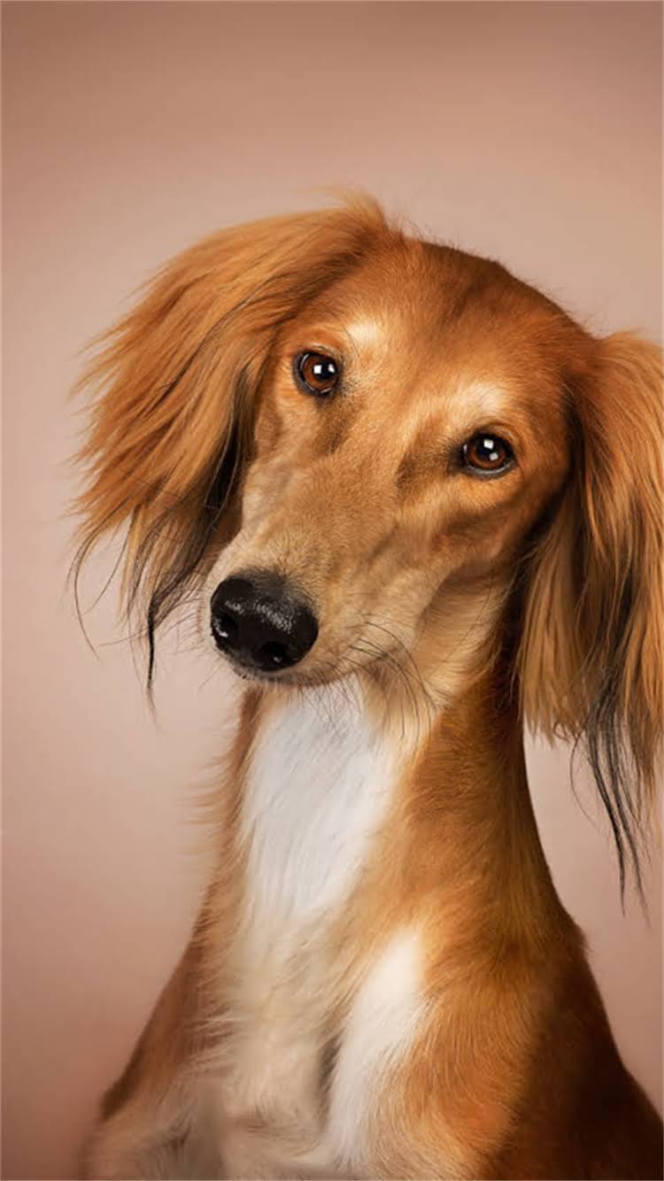 图片 柯基犬疫苗全攻略：幼犬疫苗接种时间表+常见问题解答（最新版）.jpg