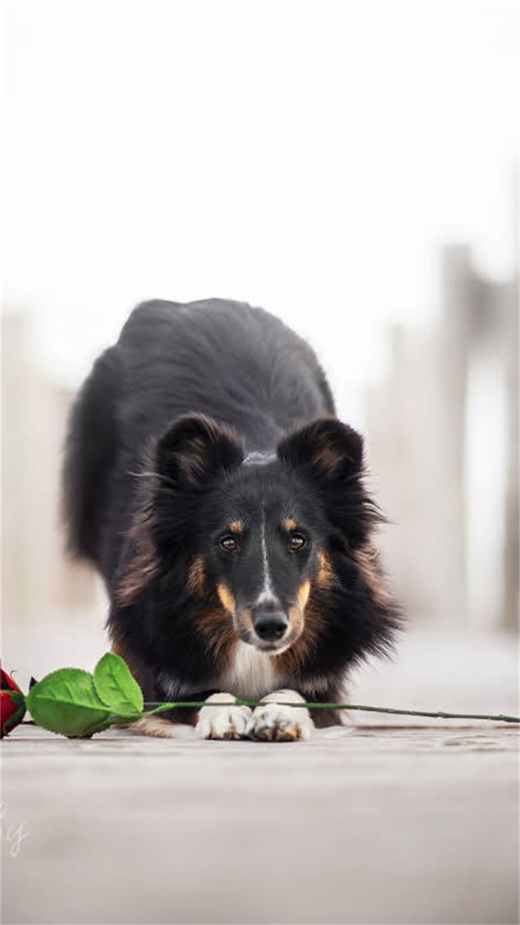 图片 柯基犬疫苗全攻略：幼犬疫苗接种时间表+常见问题解答（最新版）1.jpg