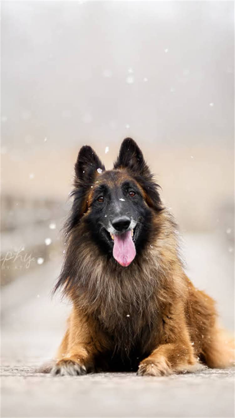 图片 柯基犬的核心特征与女生适配性分析.jpg
