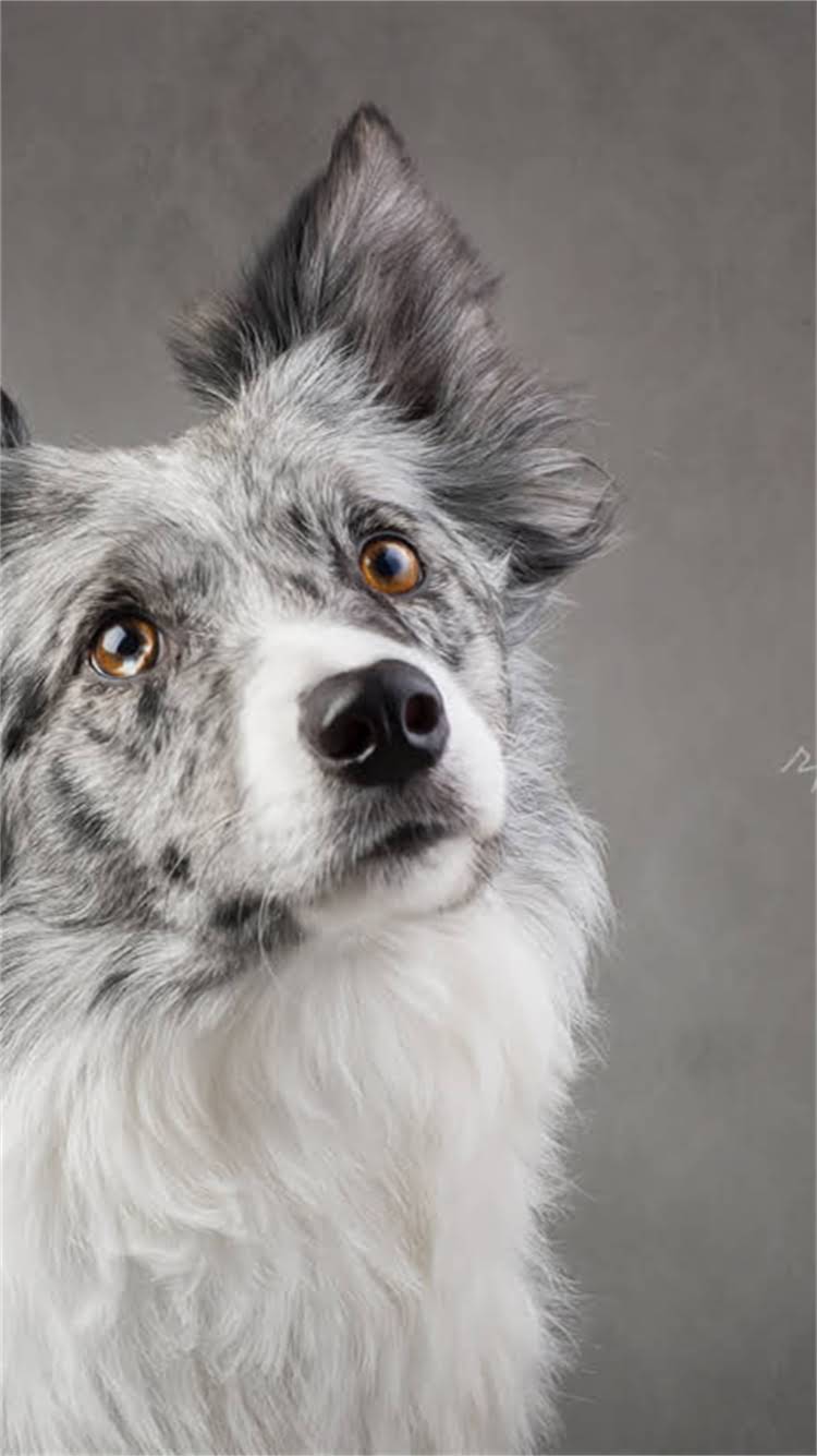 图片 柯基犬的核心特征与女生适配性分析1.jpg