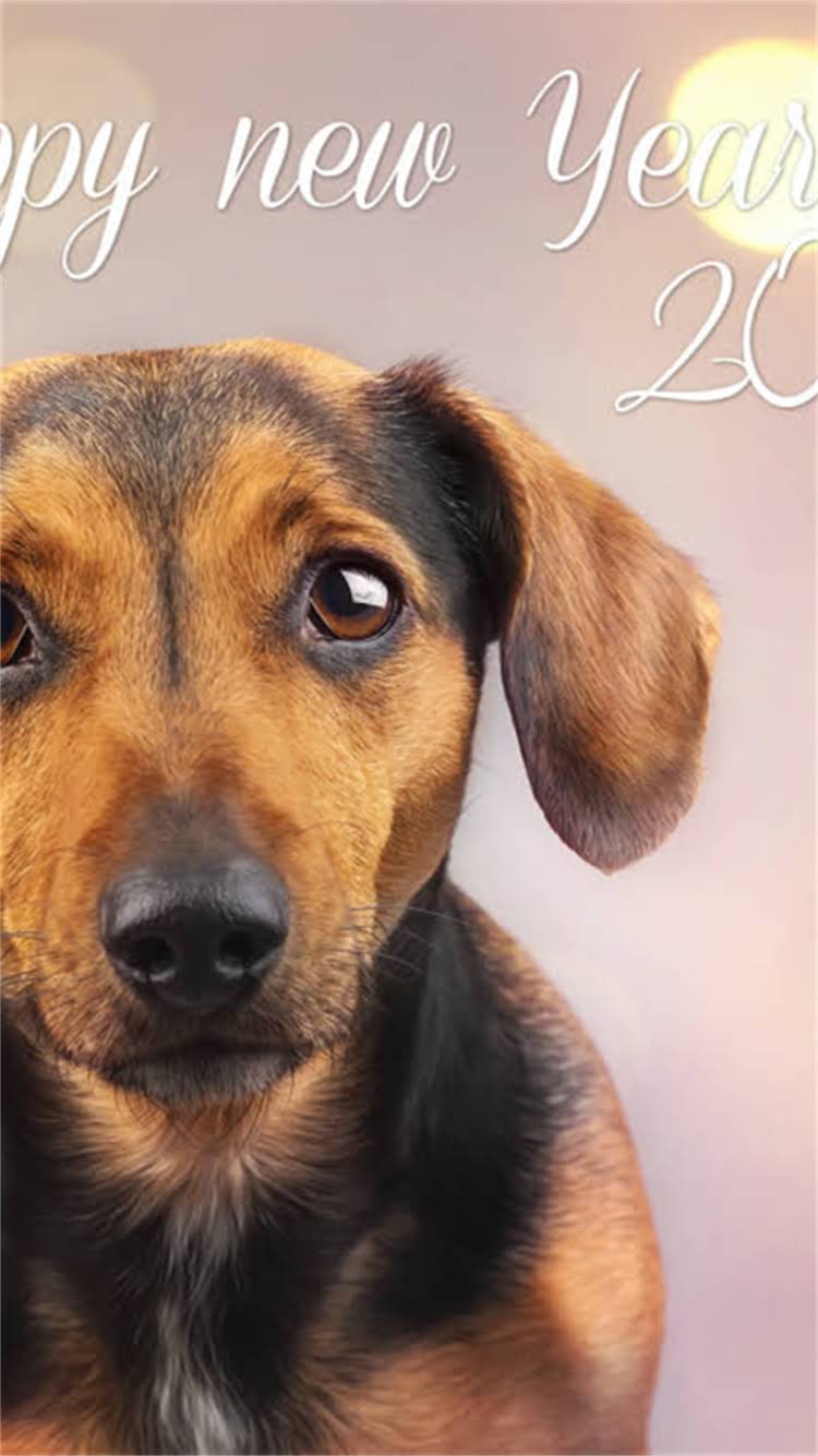 图片 柯基犬的核心特征与女生适配性分析2.jpg