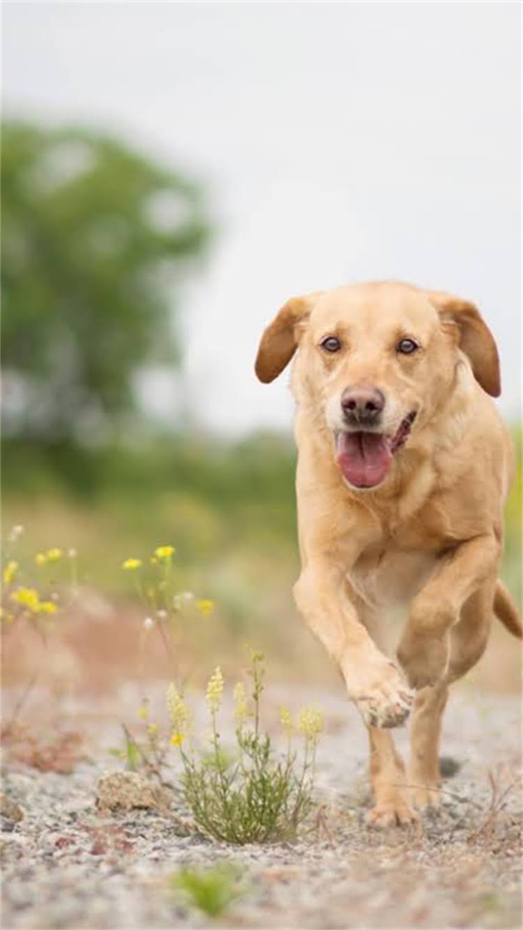 图片 柯基犬的起源国家！英国血统+性格特点+饲养指南.jpg