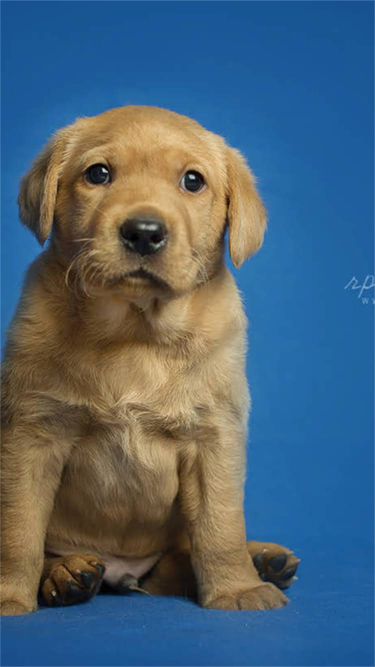 图片 柯基犬的起源国家！英国血统+性格特点+饲养指南1.jpg