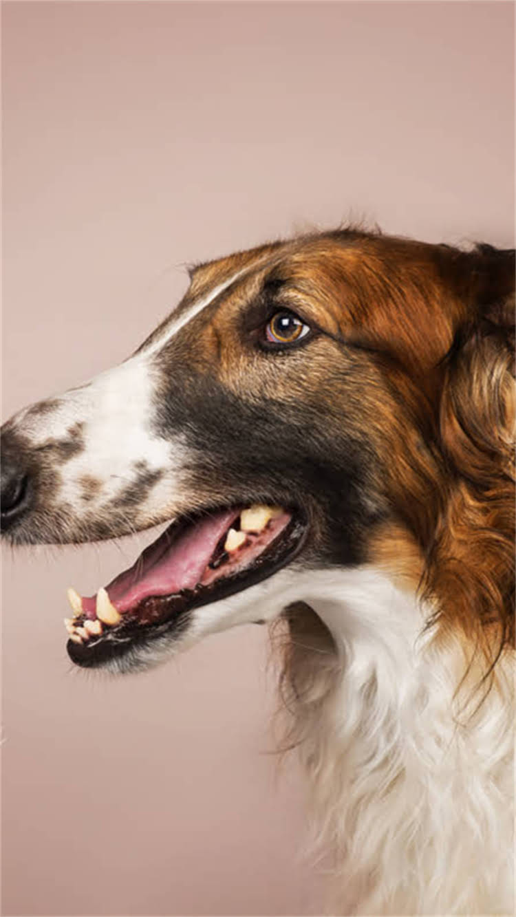 图片 柯基犬的起源国家！英国血统+性格特点+饲养指南2.jpg