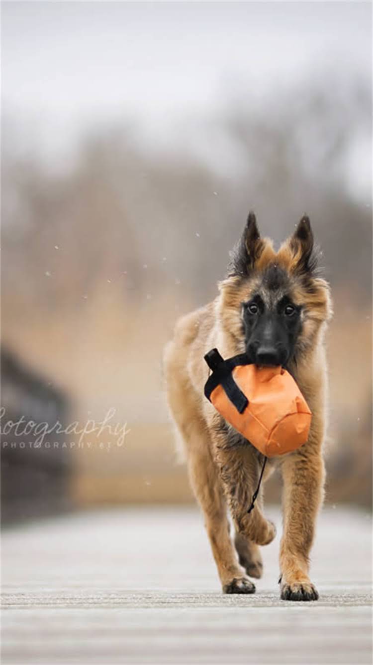 图片 柯基犬眼睛问题全｜如何判断+日常护理+专业治疗攻略.jpg