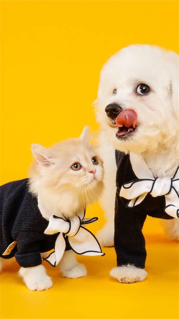 图片 柯基犬眼药水推荐及使用指南：如何科学护理短鼻犬眼部健康1.jpg