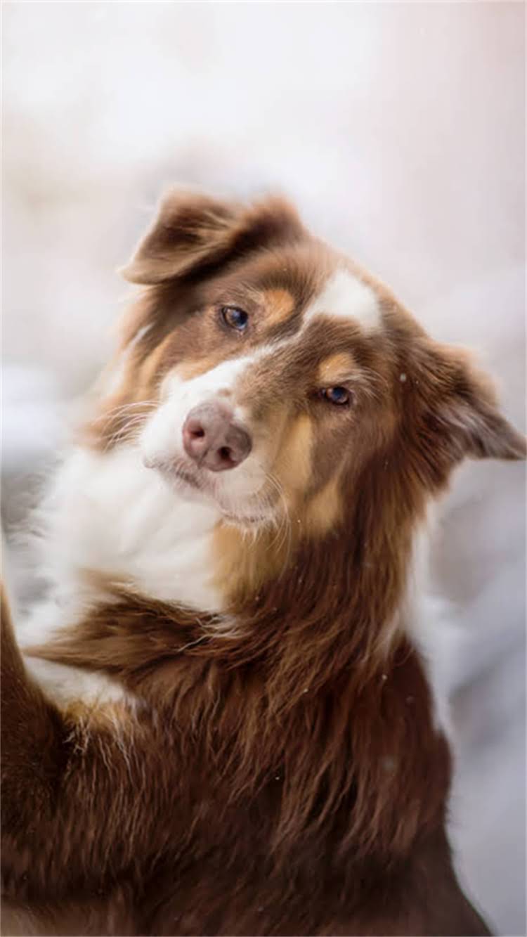 图片 柯基犬科学喂养指南：专业营养师推荐的8种天然狗粮配方及喂养注意事项.jpg