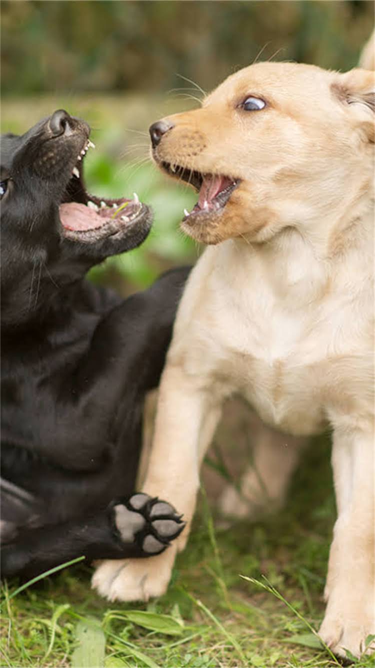 图片 柯基犬科学喂养指南：营养补充全攻略与饮食禁忌.jpg