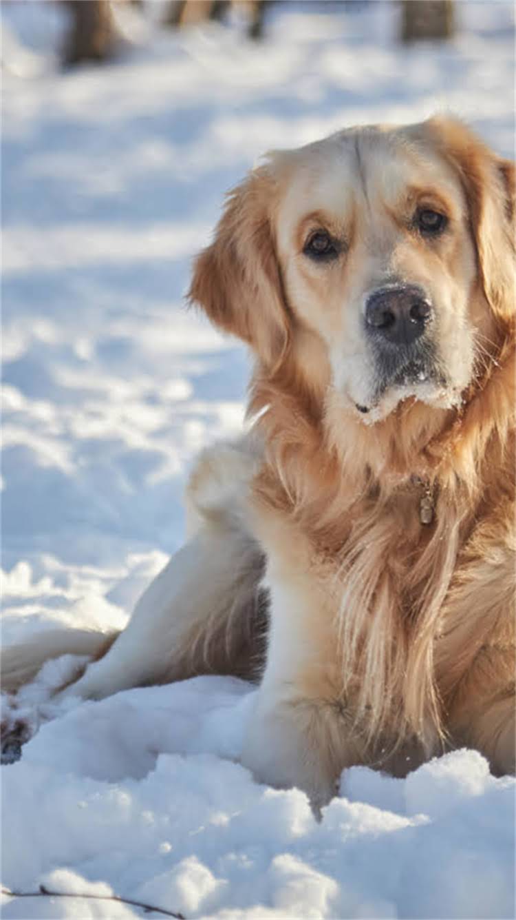 图片 柯基犬科学喂养指南：营养补充全攻略与饮食禁忌1.jpg