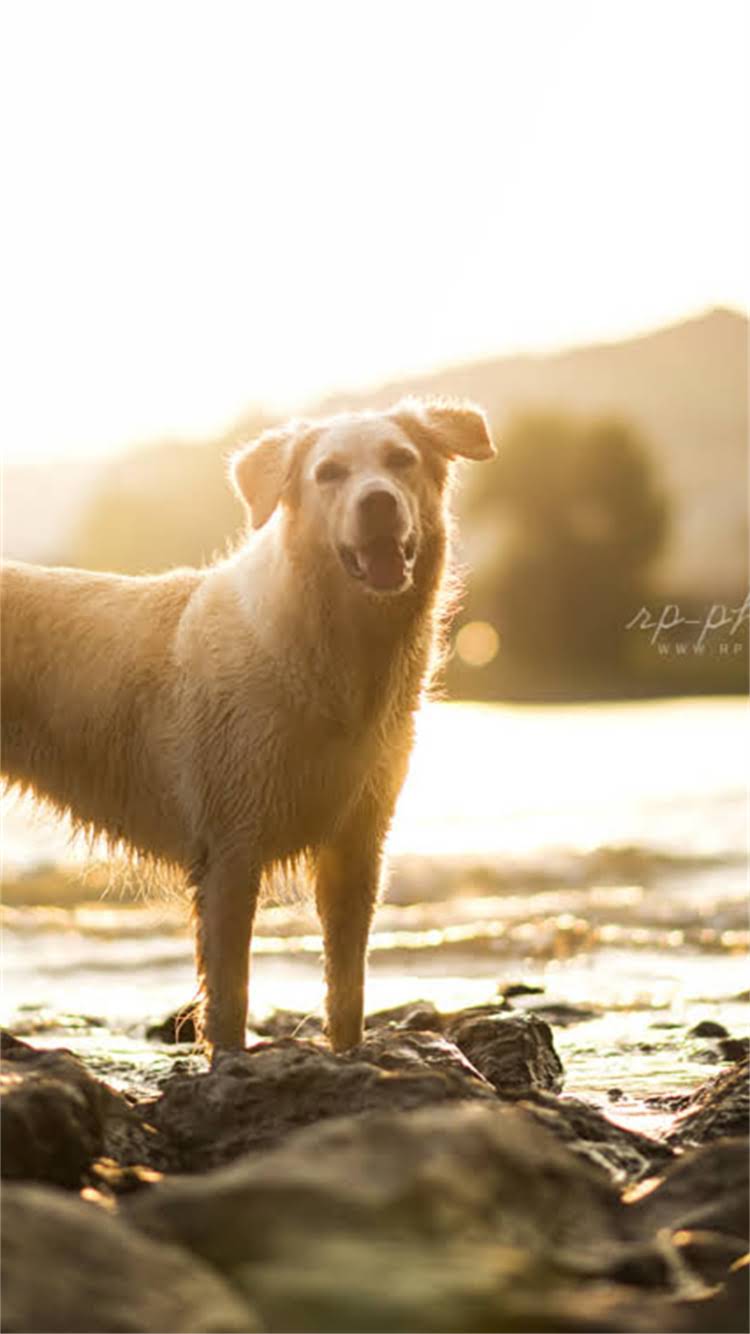 图片 柯基犬科学喂养指南：营养补充全攻略与饮食禁忌2.jpg