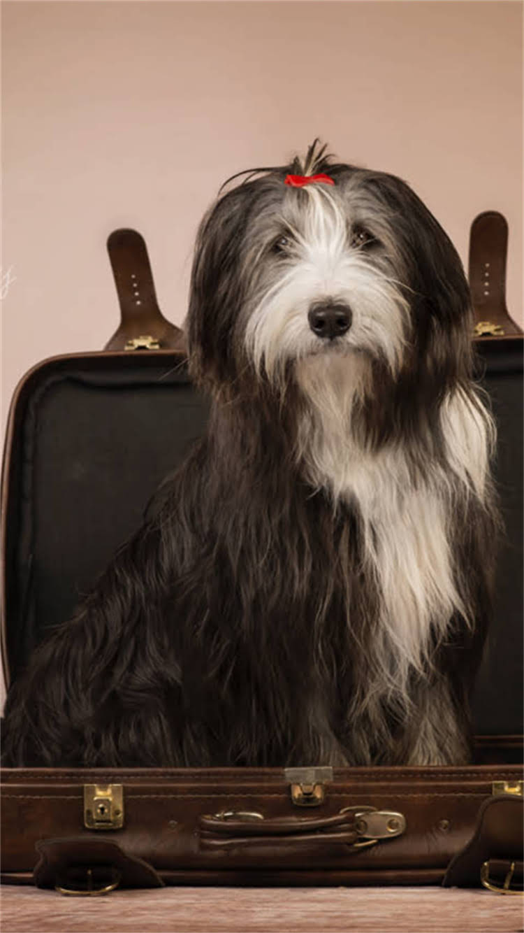 图片 柯基犬纯种判断全攻略：5大特征+3步检测法，轻松避开星期狗陷阱.jpg