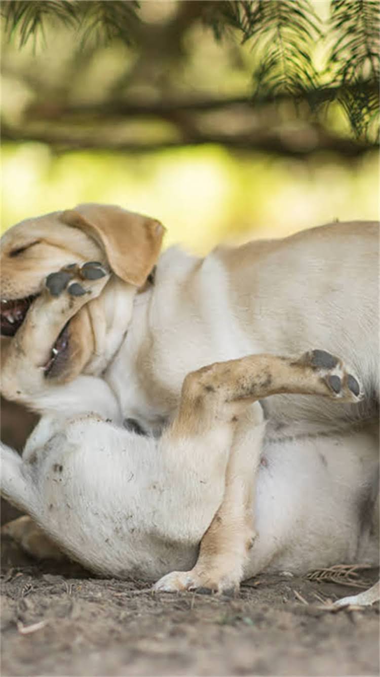 图片 柯基犬纯种判断的五大核心标准与三大常见误区1.jpg